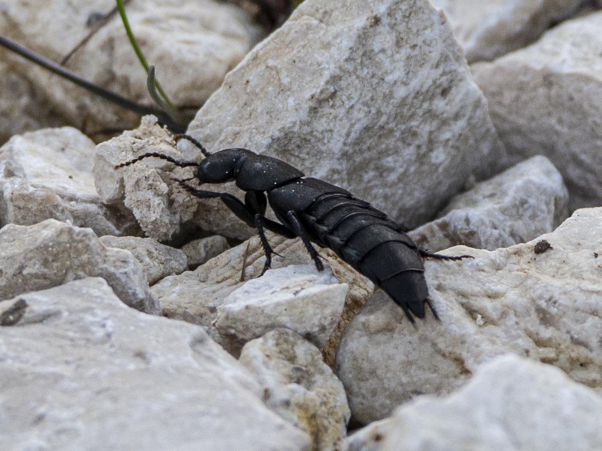 Habitus